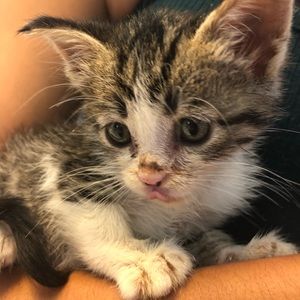 Meet your Posher, Kendall